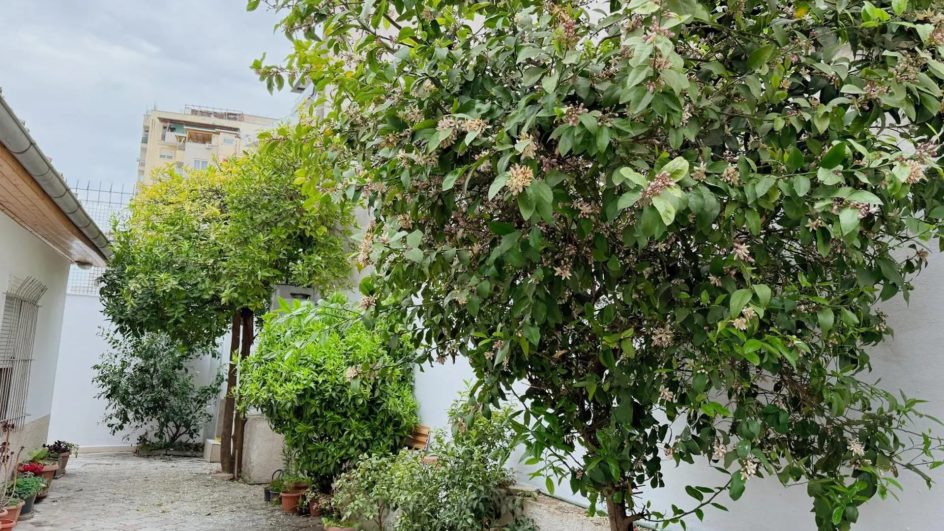 Orange Tree House Βίλα Τίρανα Αλβανία